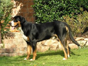 When is a Greater Swiss Mountain Dog Full Grown?