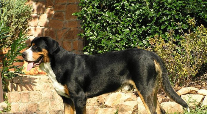 When is a Greater Swiss Mountain Dog Full Grown?