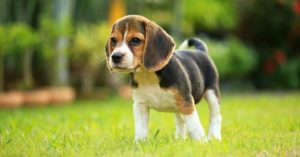 Beagle Life Expectancy: A Detailed Guide