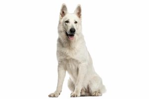 When is a Berger Blanc Suisse Full Grown?
