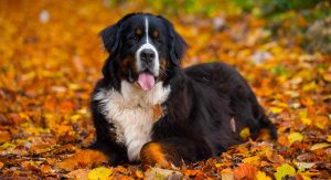 What Is The Bernese Mountain Dog Lifespan?