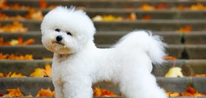 How many years can a Bichon Frise live?