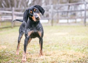 When is a Bluetick Coonhound Full Grown?