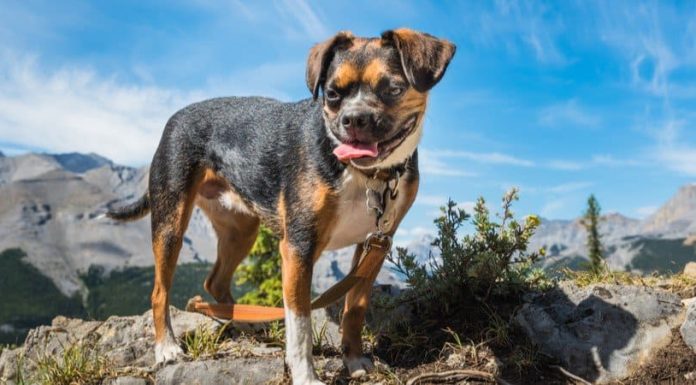 When is a Boglen Terrier Full Grown?