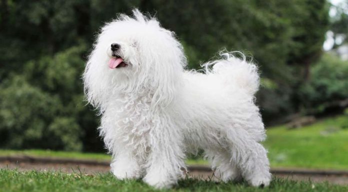 When is a Bolognese Dog Full Grown?