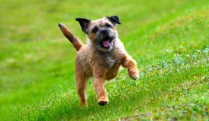 Border Terrier Lifespan: How Long Do Border Terriers Live?