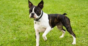 How Long Is a Boston Terrier's Lifespan?