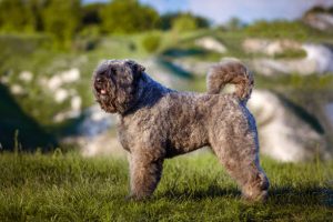 When is a Bouvier des Flandres Full Grown?