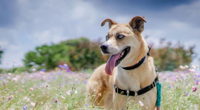 When is a Boxsky Dog Full Grown?