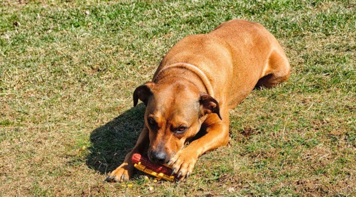 When is a Boxweiler Full Grown?