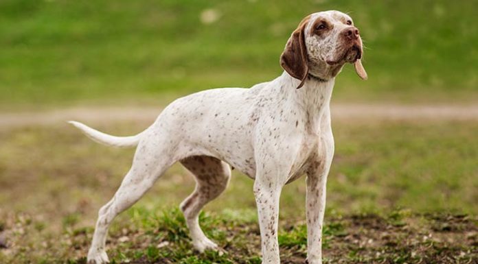 When is a Braque Du Bourbonnais Full Grown?