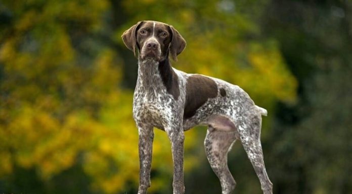 When is a Braque Francais Full Grown?