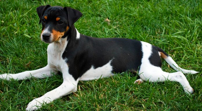 When is a Brazilian Terrier Full Grown?