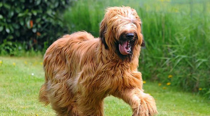 When is a Briard Full Grown?