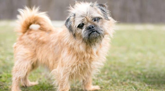 When is a Brug Dog Full Grown?