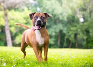 When is a Bull Boxer Dog Full Grown?