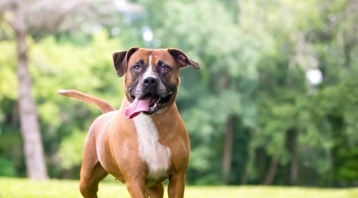 When is a Bull Boxer Dog Full Grown?