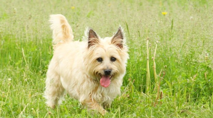 When is a Cairn Terrier Full Grown?