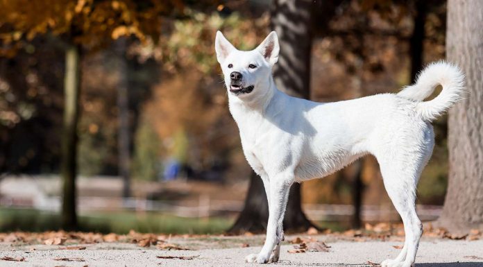 When is a Canaan Dog Full Grown?