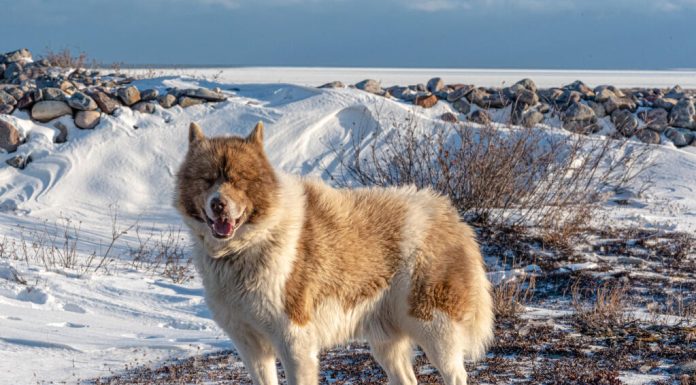 When is a Canadian Eskimo Dog Full Grown?