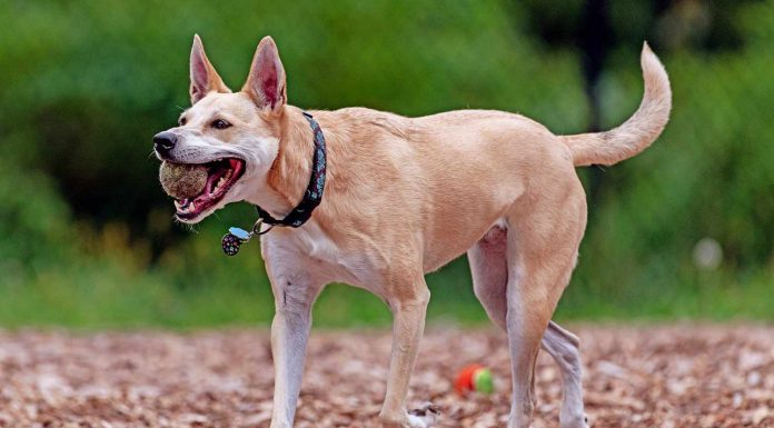 When is a Carolina Dog Full Grown?