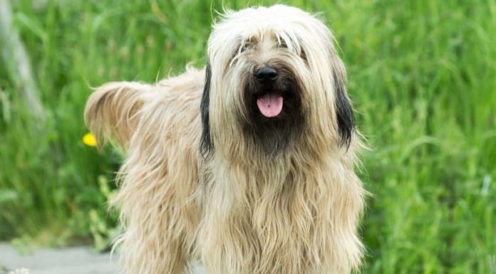 When is a Catalan Sheepdog Full Grown?