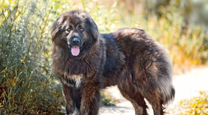 When is a Caucasian Shepherd Dog Full Grown?