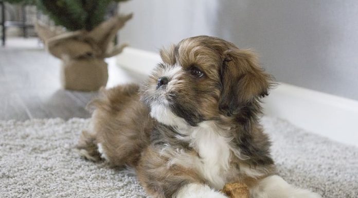 When is a Cava Tzu Full Grown?