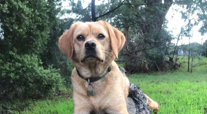 When is a Cavador Full Grown?