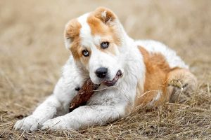 central asian shepherd dog lifespan