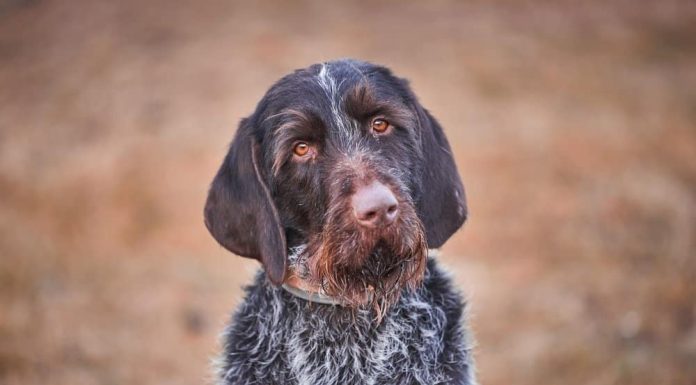 When is a Cesky Fousek Full Grown?