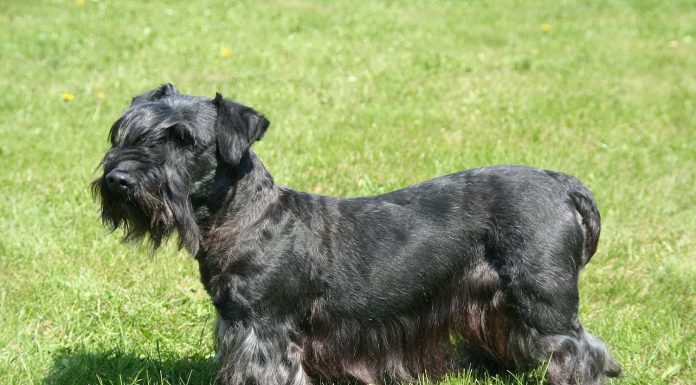When is a Cesky Terrier Full Grown?