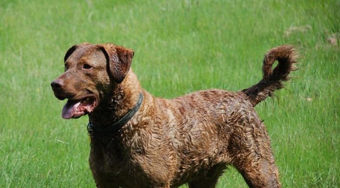 When is a Chesapeake Bay Retriever Full Grown?