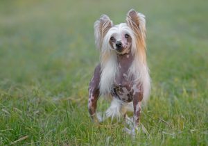 chinese crested life expectancy