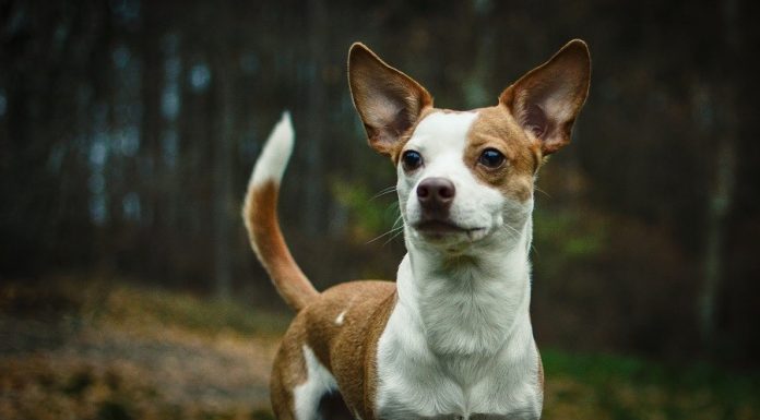 When is a Chipit Full Grown?