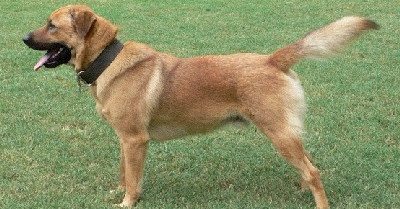 When is a Chow Shepherd Full Grown?