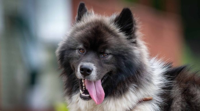 When is a Chusky Dog Full Grown?