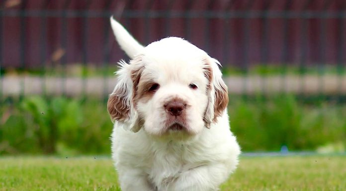 When is a Clumber Spaniel Full Grown?