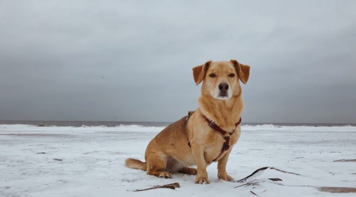 When is a Corgidor Full Grown?