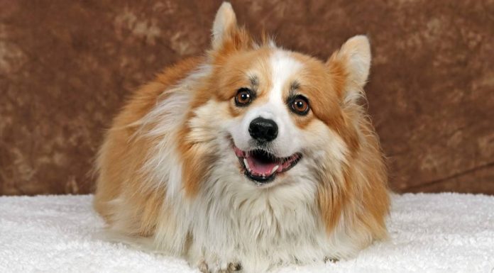 When is a Corkie Dog Full Grown?