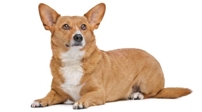 When is a Corman Shepherd Full Grown?