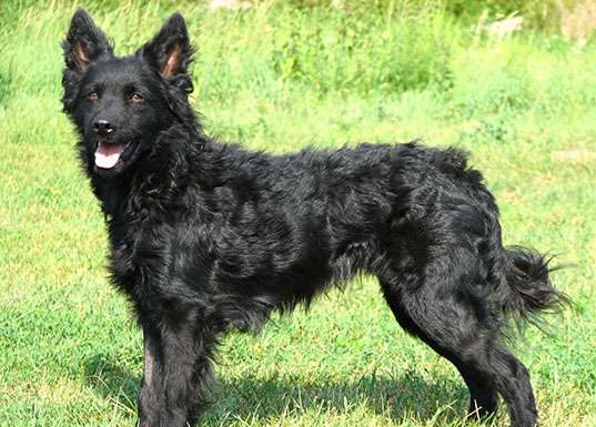 When is a Croatian Sheepdog Full Grown?