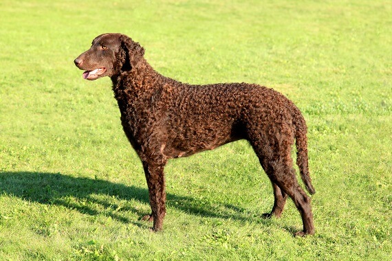 When is a Curly Coated Retriever Full Grown?