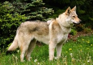 When is a Czechoslovakian Wolfdog Full Grown?
