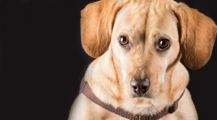 When is a Dachsador Full Grown?