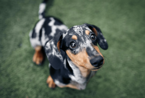 What is the Dachshund Life Expectancy?