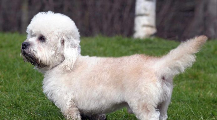 When is a Dandie Dinmont Terrier Full Grown?
