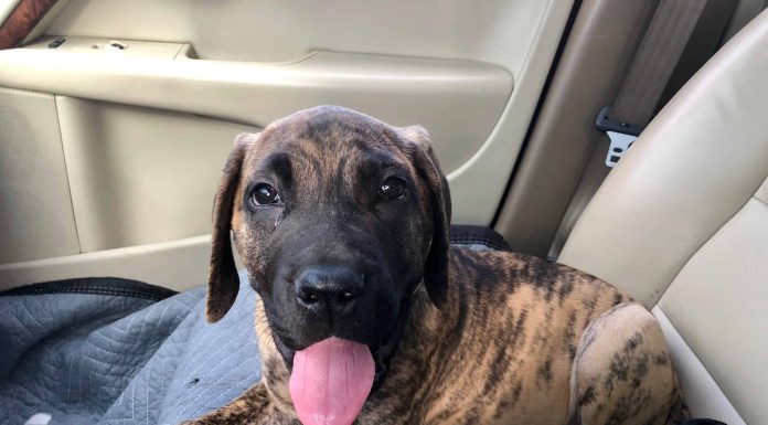 When is a Daniff Dog Full Grown?