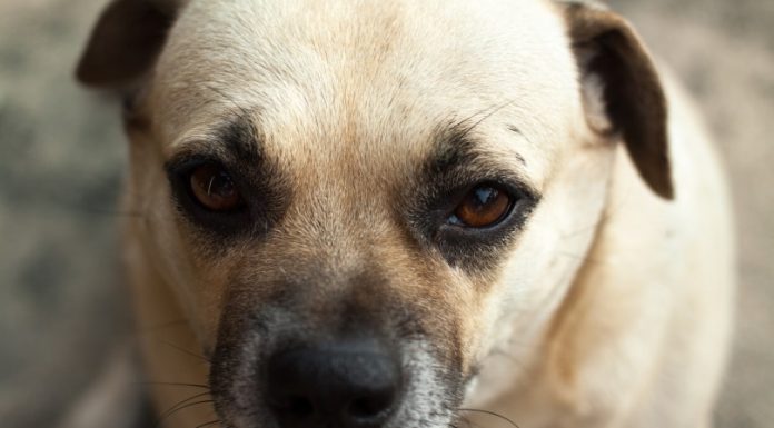 When is a Daug Dog Full Grown?