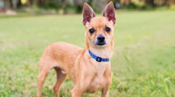 When is a Deer Head Chihuahua Full Grown?